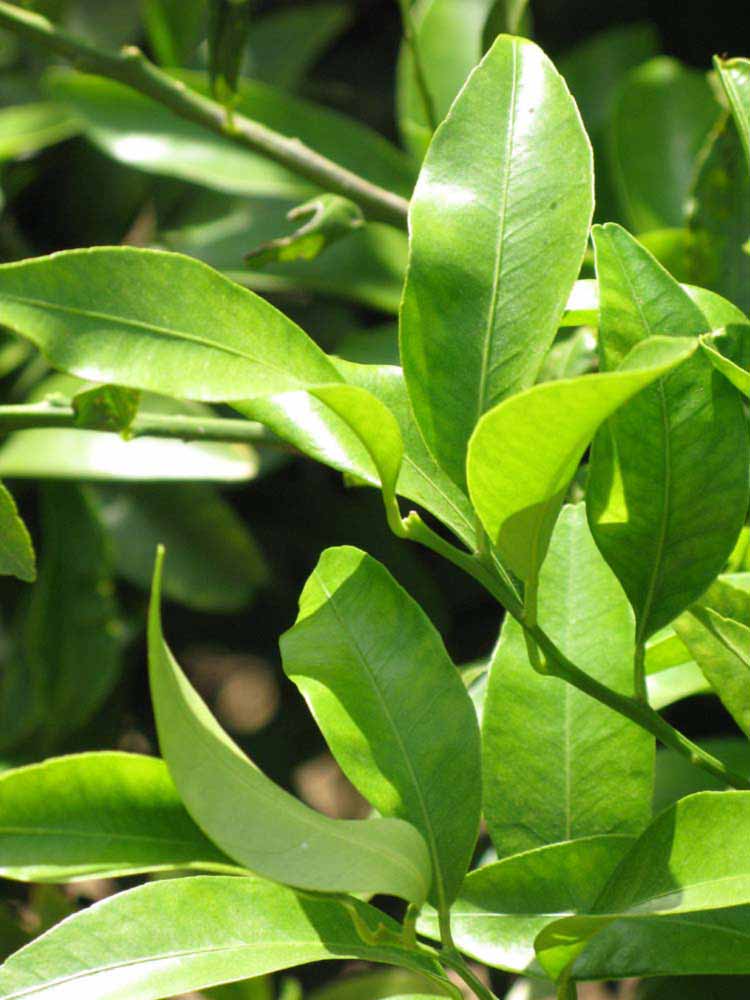              Sun leaves (Riverside, CA)       